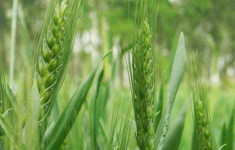 小麦的高产种植技术 小麦的高产种植技术是什么