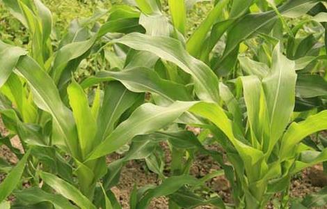 玉米播种期及苗期病虫害防治技术 玉米苗期主要病虫害