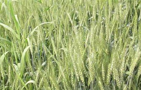 小麦种植中硬草的锄草技术有哪些 小麦种植中硬草的锄草技术