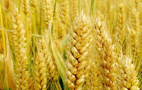 小麦种植技术要点 小麦种植技术