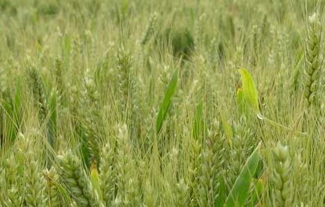 小麦播种期病虫害防治技术要点 如何防治小麦播种期的病虫害技术