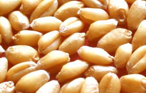 如何对小麦种子的优劣进行鉴别研究 如何对小麦种子的优劣进行鉴别