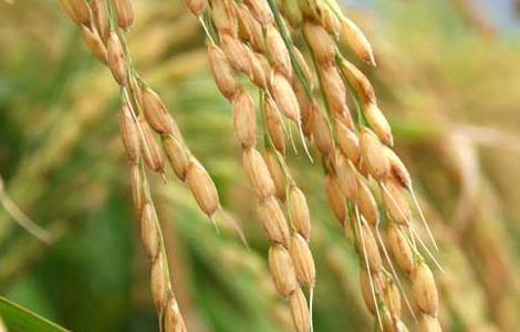 关于水稻种植生长后期的管理方法 关于水稻种植生长后期的管理方法和措施