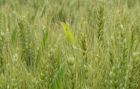 小麦的栽培技术的要点 关于小麦栽培技术10个问题的回答