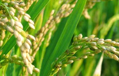 水稻后期的田间管理措施是什么 水稻后期的田间管理措施