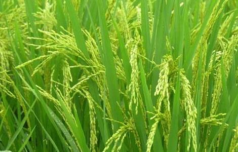 水稻种植过程中叶尖枯病防治措施（水稻种植过程中叶尖枯病防治措施有哪些）