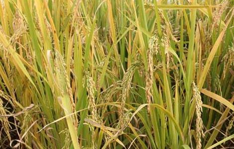 假劣杂交水稻种子的辨别方法 杂交水稻是假的