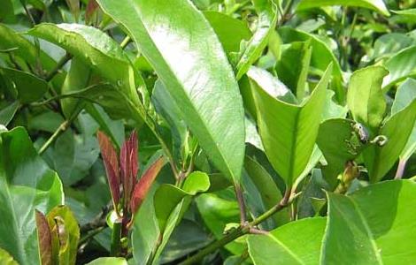 苦丁茶种植常见病虫害的防治技术 苦丁茶种植常见病虫害的防治技术视频