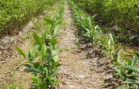 茶树育种品质鉴定方法图片 茶树育种品质鉴定方法