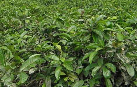 茶树种植中茶芽瘿蚊的防控技术 茶树蚜虫的防治方法