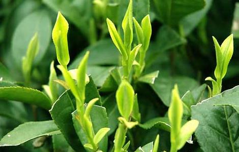 以醋代药防治茶叶病虫害 茶蚜虫的生物制剂防治方法