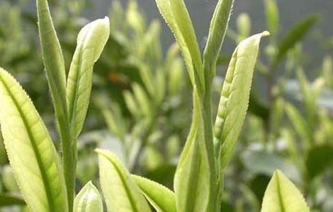白茶的种植技术 白茶的种植技术和管理