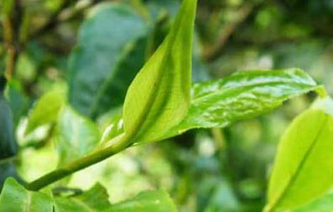 茶树神泽氏叶螨的特征与防治 茶树螨虫危害图谱