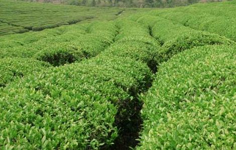 矮化密植茶园的种植管理技术 油茶树矮化密植栽培技术