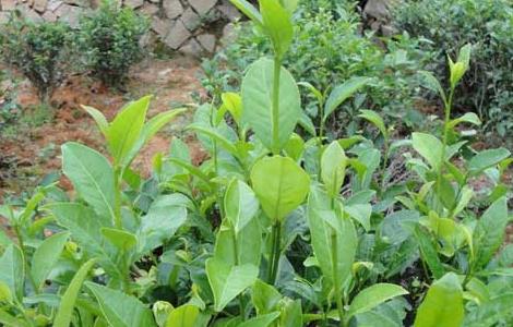 茶树栽植的茶籽直播和茶苗移栽技术 茶树栽植的茶籽直播和茶苗移栽技术区别