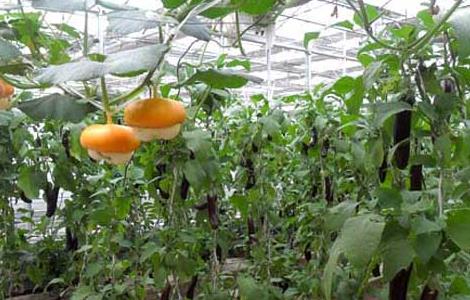 冬天在温室内栽培蔬菜或其他作物时 温室蔬菜冬季施肥十不宜