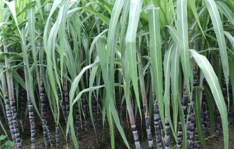 甘蔗除草剂的常见误区 甘蔗用什么除草剂