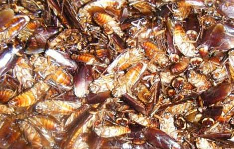 蟑螂的药用价值 蟑螂的药用价值是什么