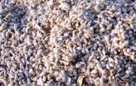 棉花籽的功效与作用 棉花籽的功效与作用?r 、i