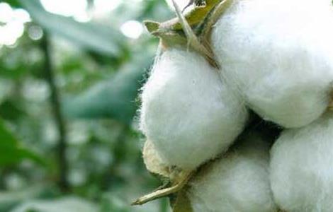 棉花种植条件