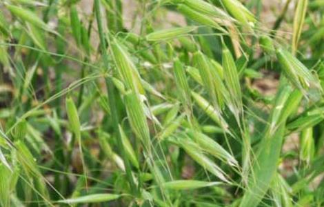 野燕麦是什么植物 野燕麦是什么植物图片