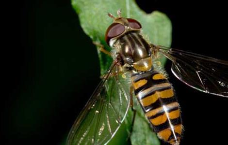 赤眼蜂如何防治玉米螟 赤眼蜂如何防治玉米螟害