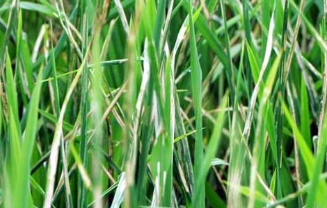 稻纵卷叶螟防治技术 稻纵卷叶螟的防治