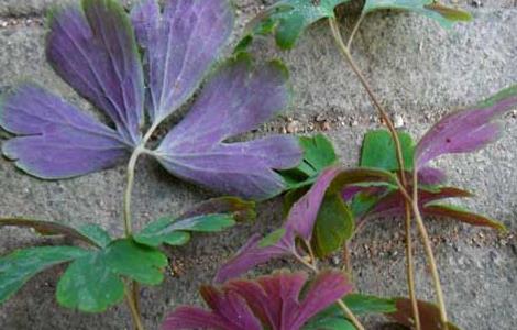 紫背天葵的功效与作用 天葵的功效与作用