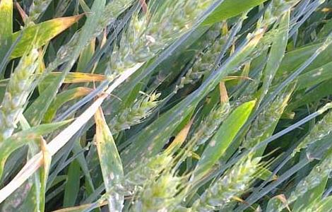 小麦白粉病的防治方法 小麦白粉病怎么防