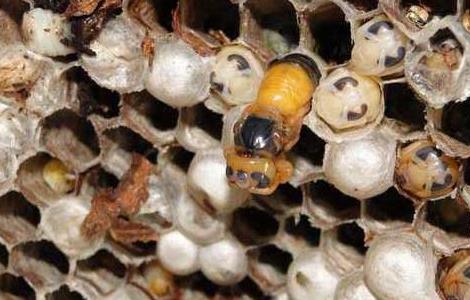 蜂房的功效与作用 蜂房的功效与作用的功能与主治与用量