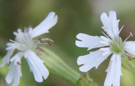 蝇子草的功效与作用 蝇子草的功效与作用及禁忌