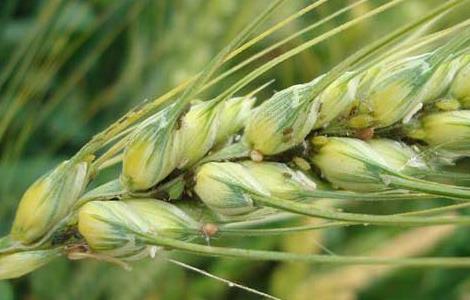 小麦蚜虫的防治方法 小麦蚜虫防治方法及时间