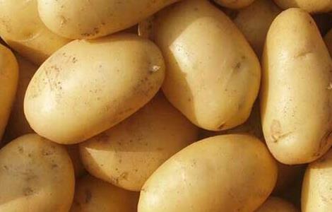 土豆种子价格及种植方法 土豆种子价格及种植方法图片