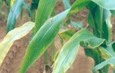 玉米常见病虫害及防治方法有哪些 玉米常见病虫害及防治方法