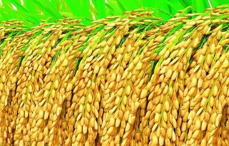 水稻施肥时间与施肥技术 水稻施肥时间与施肥技术规范