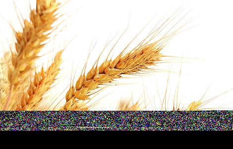 燕麦种植的注意事项 种植燕麦的条件