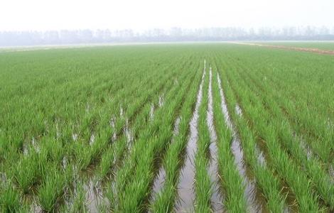 水稻高产的施肥方法 水稻高产的施肥方法视频