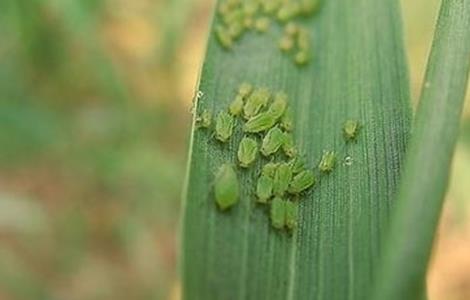 小麦的常见病害以及防治方法