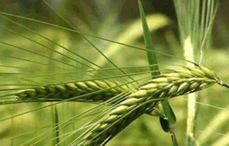 燕麦的种植方法