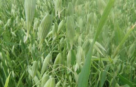 燕麦的种植方法