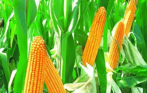 玉米的种植方法和技术要领 玉米的种植方法