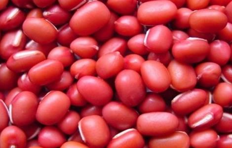 红豆种植需要注意什么 红豆的种植方法与时间