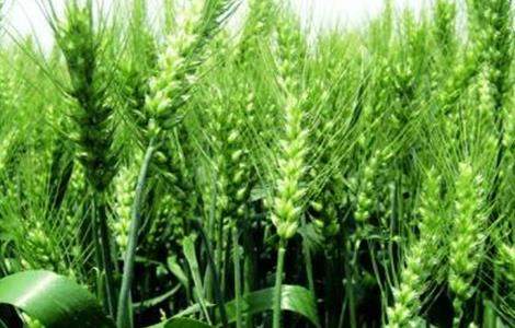 小麦种植时间和方法 小麦种植的时间与方法