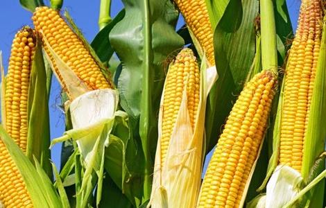玉米多穗原因及防治 玉米多穗的原因