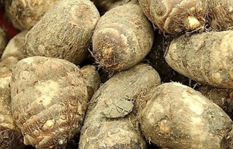 种植芋头需要的条件 芋头种植条件和方法