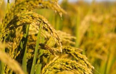 水稻常见病害和防治用药方法 水稻药害的症状与防治