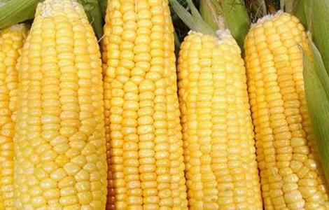 玉米高产的管理技术 玉米高产的田间管理