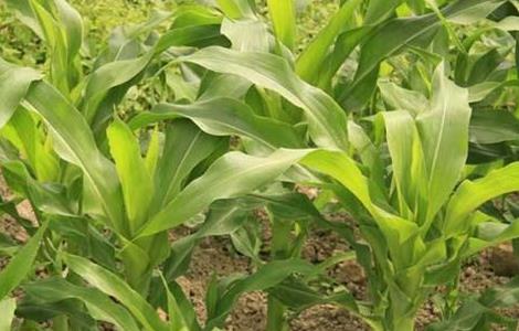玉米施肥的方法与注意事项视频 玉米施肥的方法与注意事项