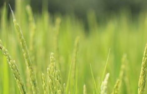水稻早穗的原因与防治 水稻早穗的原因及防治方法
