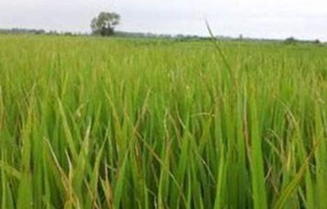 水稻拔节长穗期的田间管理技术 水稻拔节长穗期的田间管理技术措施